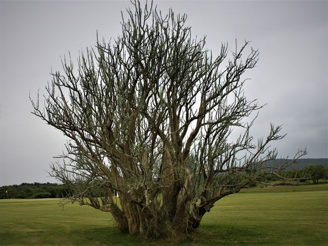 Sesamothamnus lugardiae tree succulent